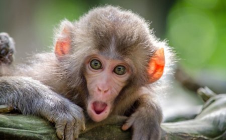 Sri Lanka's Nationwide Blackout Blamed on Monkey: Infrastructure Concerns Rise