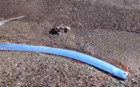 Rare Oarfish Washes Ashore in Mexico, Sparking Superstitions and Scientific Curiosity