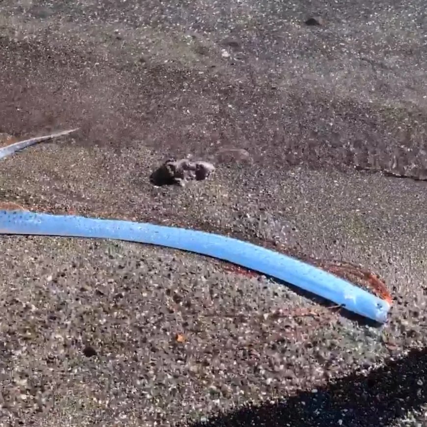 Rare Oarfish Washes Ashore in Mexico, Sparking Superstitions and Scientific Curiosity