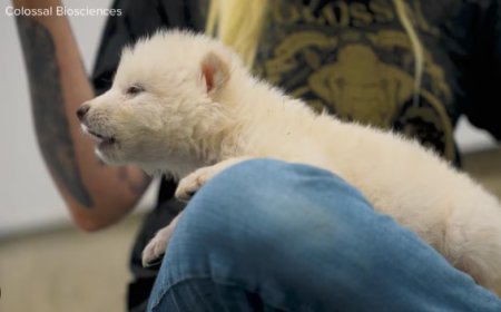 Dire Wolves Brought Back from Extinction After 13,000 Years