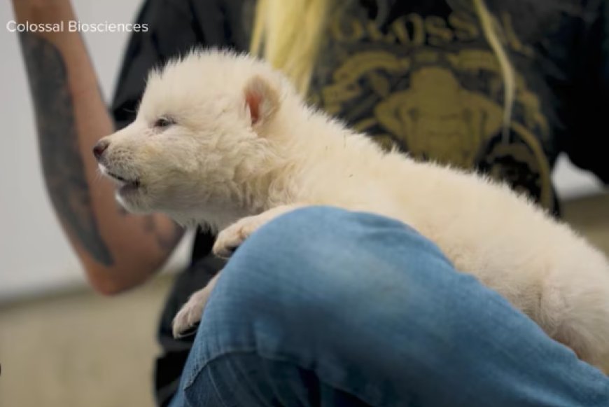 Dire Wolves Brought Back from Extinction After 13,000 Years